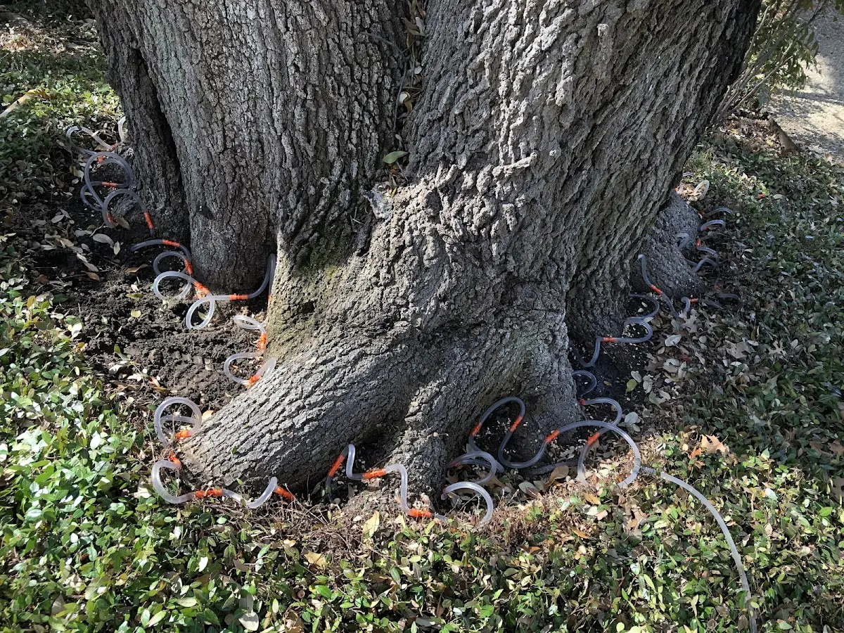 Detailed Tree Cabling and Bracing job site in Macksville
