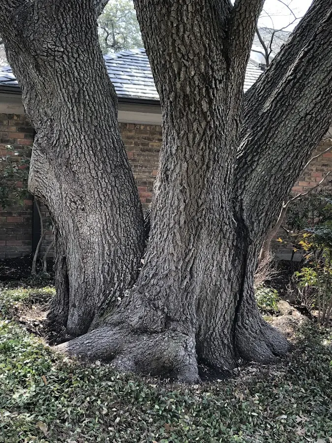 Mature heritage tree close to a Macksville property cared for by certified arborists